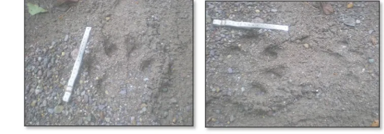 Gambar 14  Jejak kaki harimau yang tercetak pada media pasir sungai. 