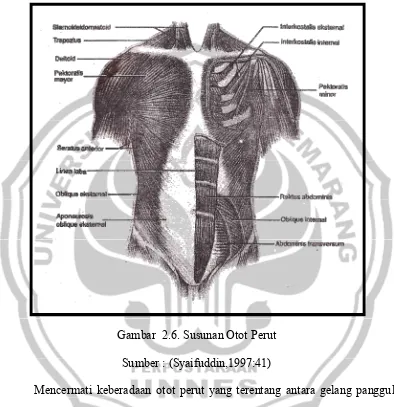 Gambar  2.6. Susunan Otot Perut 