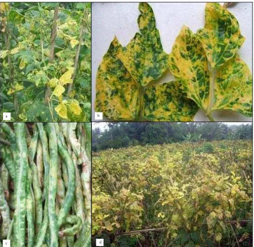 Figure 1. Symptoms of yellow mosaic disease in yard long beans. Trifoliate leaves of infected plants showed severe yellow mosaic symptoms (aand b), the pods produced by infected plants showed deformations and mosaic (c), and severe infection in the field (d).