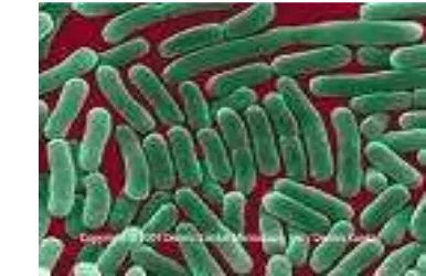 Gambar 3. Bentuk Bakteri Salmonella spp.( sumber:  http://web.uconn.edu/ 