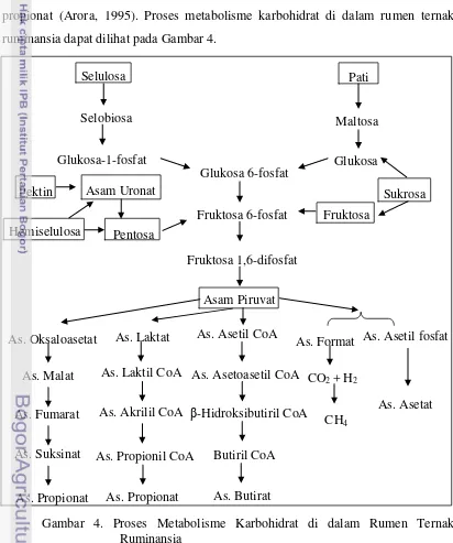 Gambar 4. Proses Metabolisme Karbohidrat di dalam Rumen Ternak 
