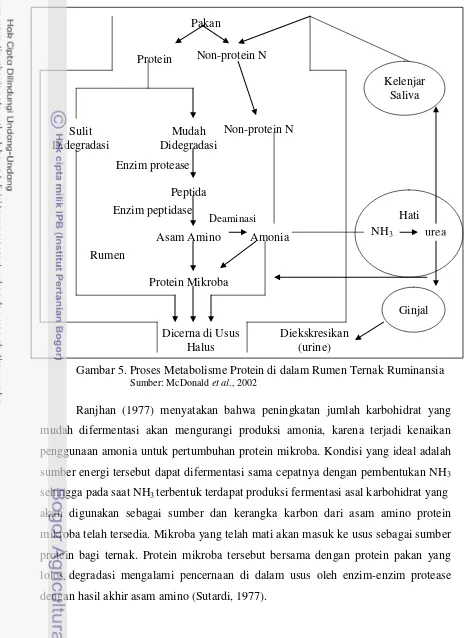 Gambar 5. Proses Metabolisme Protein di dalam Rumen Ternak Ruminansia 