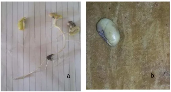 Gambar 4. Kecambah abnormal (a) dan benih mati (b). 