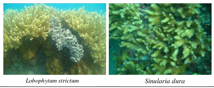Gambar 8. Bibit karang lunak (Octocorallia:Alcyonacea) yang diambil disekitar perairan Pulau Pramuka
