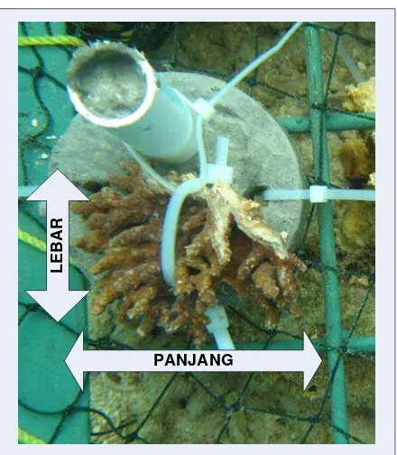 Gambar 10. Ilustrasi penempelan karang lunak (Octocorallia:Alcyonacea) pada    substrat