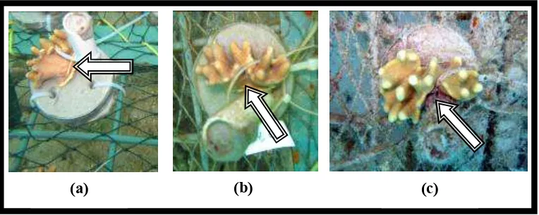 Gambar 12. Proses adaptasi karang lunak spesies Lobophytum strictum hasil fragmentasi pada kedalaman 3 m (periode Juni-Agustus 2007)