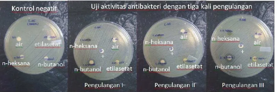 Gambar 1. Hasil uji aktivitas antibakteri ekstrak air, n-heksana, etilasetat, dan n-butanol daun trembesiterhadap E