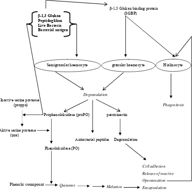 Gambar 1  Mekanisme sistem pertahanan pada krustasea (Smith et al. 2003) 