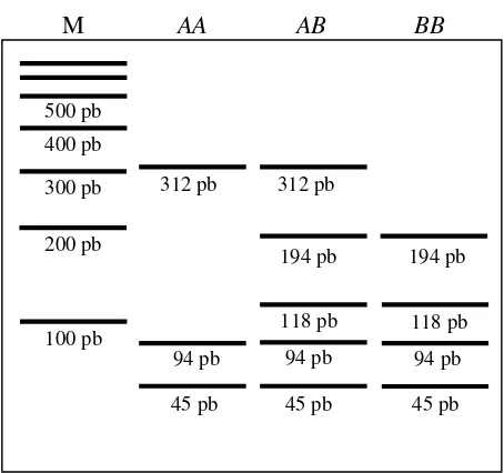 Gambar 4.  Diagram Elektroforesis Hasil Pemotongan Gen GHRH/HaeIII 