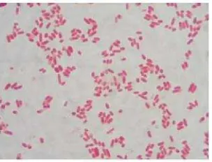 Gambar 5. Escherichia coli, perbesaran 1000x (Jawetz et al., 2008)