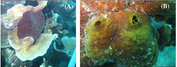 Gambar 1  Spons laut (A) Petrosia sp dan (B) Aaptos aaptos di habitat alami (foto koleksi Tim Hibah Pasca 2005) 