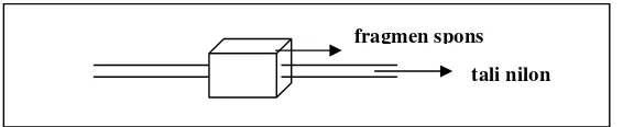 Gambar 8  Metode transplantasi dengan melewatkan tali nilon pada fragmen spons 