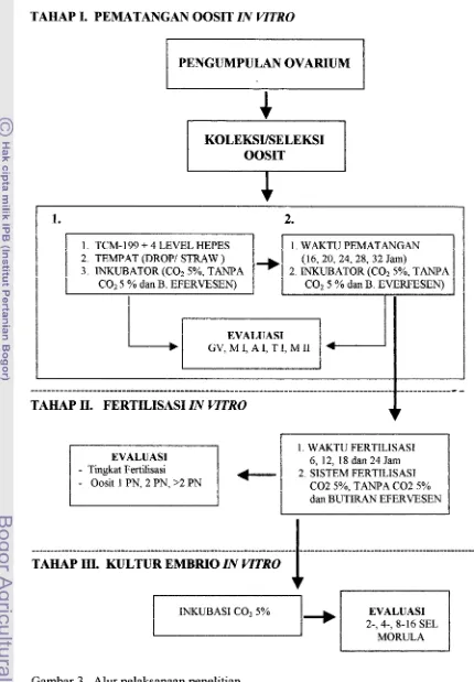 Gambar 3. Alur pelaksanaan penelitian 