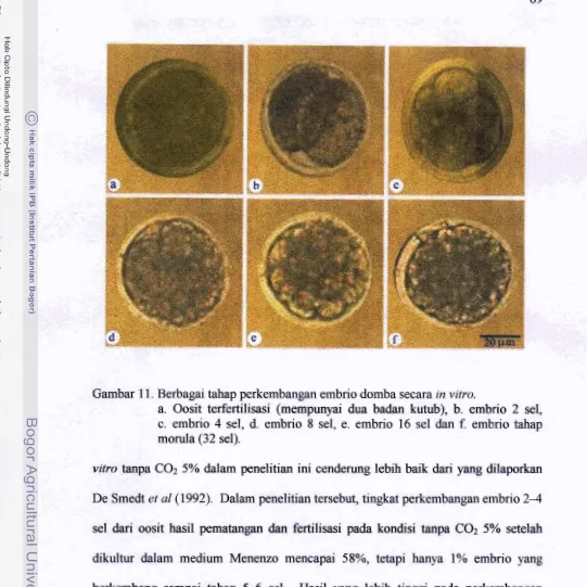 Gambar 1 1. Bmbap t&ap perkembangan embrio domba secara m vitro. 