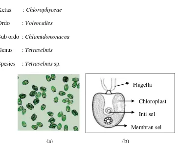 Gambar 6. Tetraselmis sp. (a) (Biondi dan Tredici, 2011) (b) Morfologi sel  Tetraselmis sp