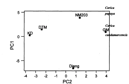 Figure 2. Dendogram mstructed using UPGMA and based on Nei and Li dissimilarity values (I-F) from pair wise comparison of RAPD between Carica papaya species and Carica candarnarcencis species and among genotypes of Carica papaya species 