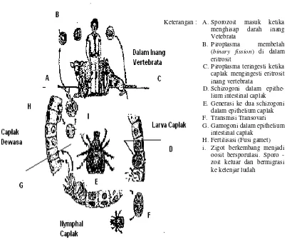 Gambar 2  Siklus Hidup Babesia sp.(Anonim 2007) 