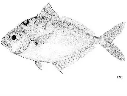 Gambar 2 Ikan peperek/keke (Leiognathus decorus).