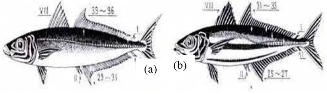Gambar 4 Ikan layang : D. macrosoma (a) dan D. russelli (b).