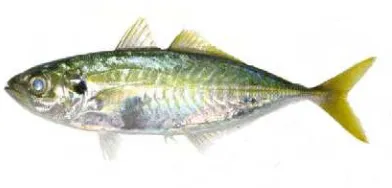Gambar 5 Ikan belado kuning (Atule mate).