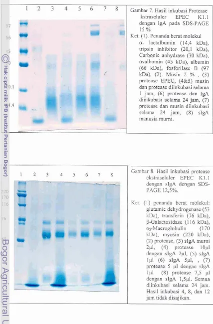 Gambar 8. Hasil inkubasi protease 