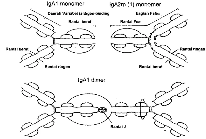 Gambar 1. Diagram struktur fgA I dm lgA2 menurut Strobr dm Jmes (1 994) 