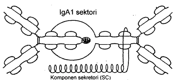 Gambar 2. Diagram scmktctur sIgA menurut Strober d m  James (1 994) 