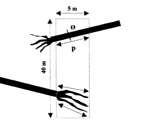 Gambar 2. Pengukuran panjang dan diameter untuk tnenghitung nekromasa pohon yang roboh dalam jalur transek (Sumber : Hairiah et a/
