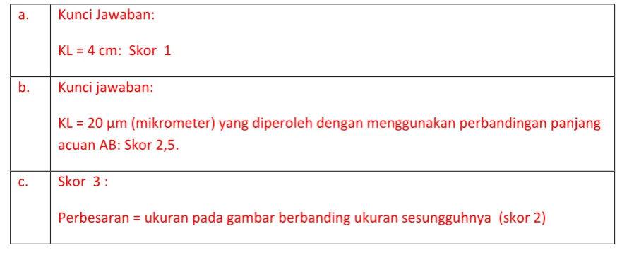 Gambar 3.  Stomata dan jaringan epidermis daun 
