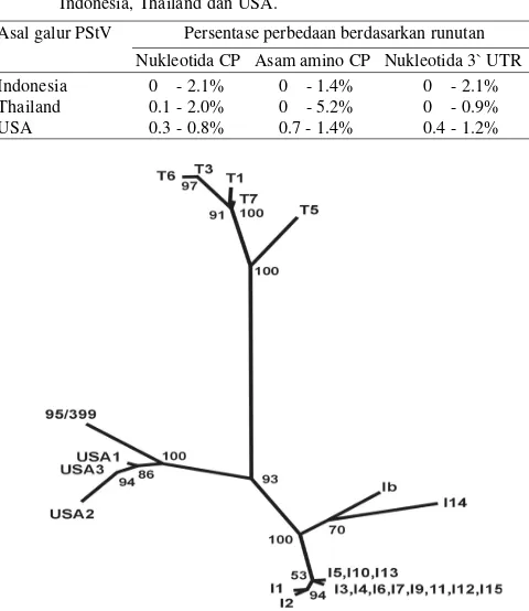 Tabel 1. Tingkat perbedaan runutan nukleotida dan asam amino coat pro-tein (CP) serta runutan nukleotida ujung 3’ untranslated region(3’ UTR)  antara berbagai galur peanut stripe virus (PStV) asalIndonesia, Thailand dan USA.