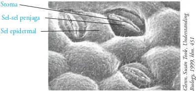 Gambar 2.5 Stomata yang diapit sel penjaga pada lapisan epidermis