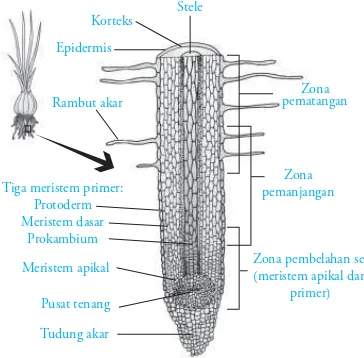 Gambar 2.23 Struktur akar tumbuhan dikotil dan monokotil