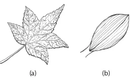 Gambar 2.28 Bentuk dan susunan tulang daun; (a) dikotil, (b) monokotil