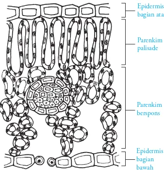Gambar 2.29 Anatomi daun. Terdapat tiga sistem jaringan: epidermis, jaringan dasar (mesofil), dan jaringan pembuluh