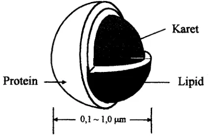 Gambar 2. Partikel karet &lam lateks Hmea (Tanaka,1998). 