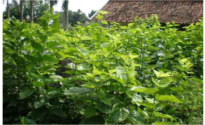 Gambar 1. Tanaman murbei (Morus multicaulis)
