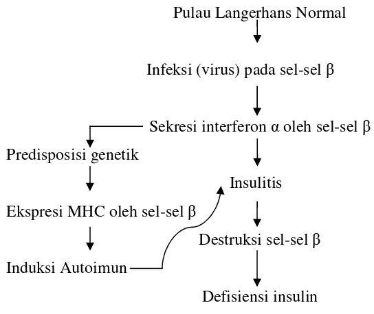 Gambar 4. Salah satu kemungkinan tahapan etiologi terjadinya DM tipe-1