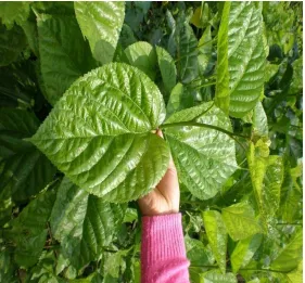 Gambar 7.1 Ekstrak air daun murbei muda dan daun murbei tua
