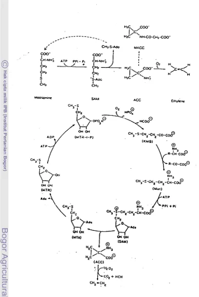 Gambar 1. Jalur biosintesis dan metabolisme etilen (Davies, 1995) MACC = malonyl ACC; ACC = 1-amino cyclopropane+l-carboxylic acid; h4TA = 5'-~eth~lthioadenosine; MTR = ~'~ethyltioribose; KMB = a-kcto- y-methyltiobutiric acid; Met = methionhe; SAM = S-ttdamyl Mcthionone 