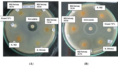 Gambar : Hasil uji aktivitas antibakteri kombinasi ekstrak biji dan batang pepaya terhadap S