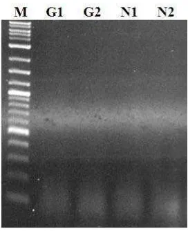 Gambar 5.   Elektroforegram ketidakberhasilan proses amplifikasi dengan primer                   marka molekuler vasa F1VSGR (M= marker; G1-G2=sampel DNA                      gurame; N1-N2=sampel DNA nila) 