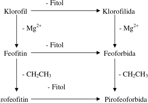Gambar 4   Perubahan klorofil menjadi beberapa turunannya                     (Clydesdale et al