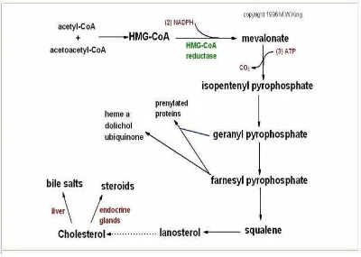 Gambar 6  Sintesis kolesterol dan konversinya 
