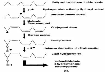 Gambar 8  Proses terjadinya reaksi peroksidasi lipid (Young  & McEneny 2001) 