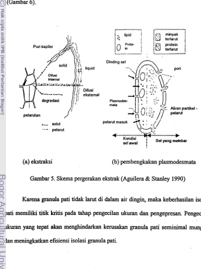 Gambar 5. Skerna pergerakan ekstrak (Aguilera & Stanley 1990) 