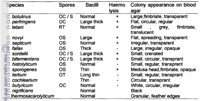 Tabel 1. Morfologi dan penampakan koloni beberapa spesies Clostridum 