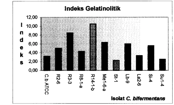 Grafik 1. lndeks aktivitas gelatinolitik isolat C. bifermentans pada 48 jam 