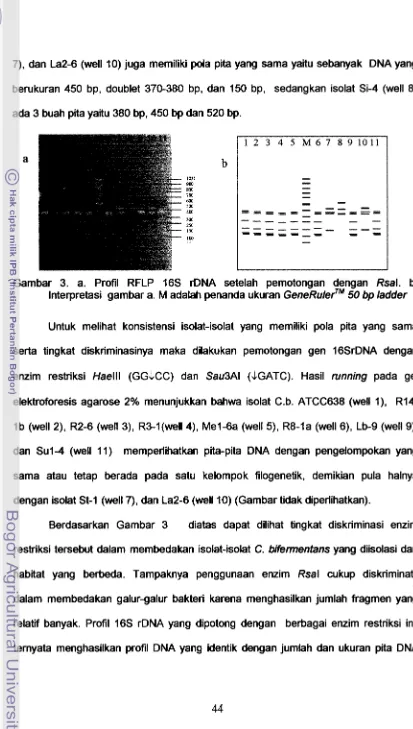 Gambar 3. a. Profil RFLP 16s rDNA setelah pemotongan dengan Rsal. b. 