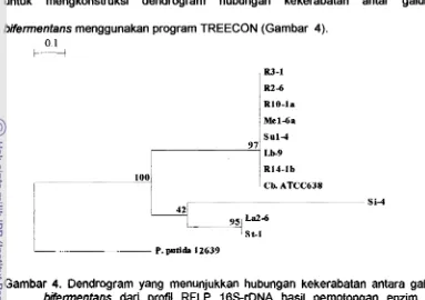 Gambar 4. Dendrogram yang menunjukkan hubungan kekerabatan antara galur C. 