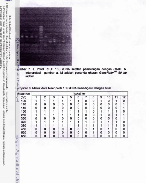 Gambar 7. a. Profil RFLP 16S rDNA setelah pernotongan dengan M l l .  b. 